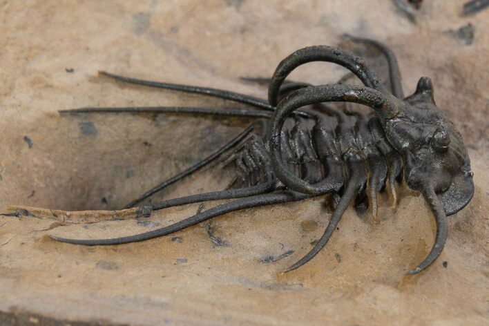 Fantastic, Spiny Dicranurus Trilobite - Lghaft, Morocco #339624